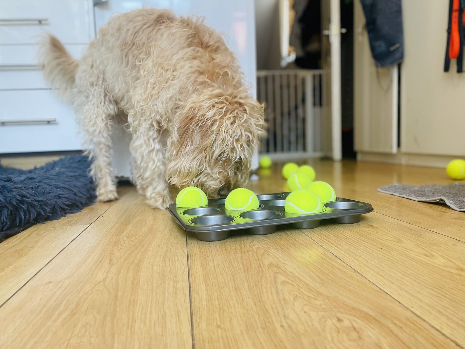 Afternoon enrichment