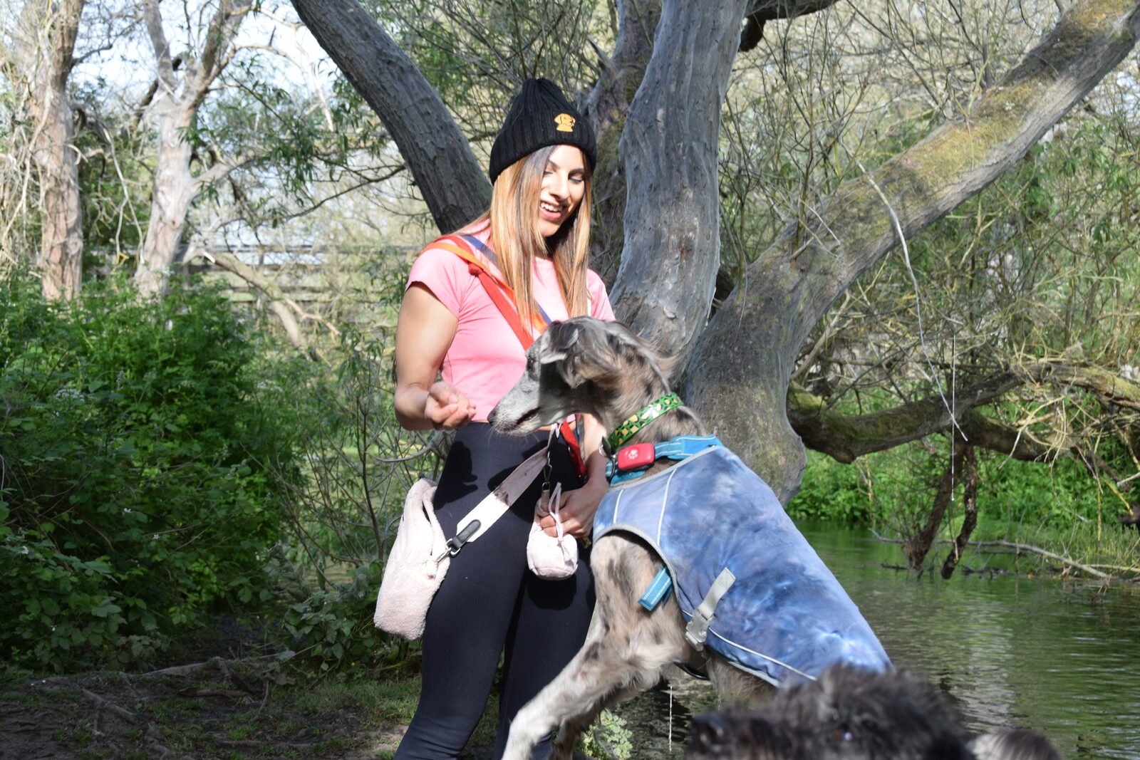 Dog on lead in woodland