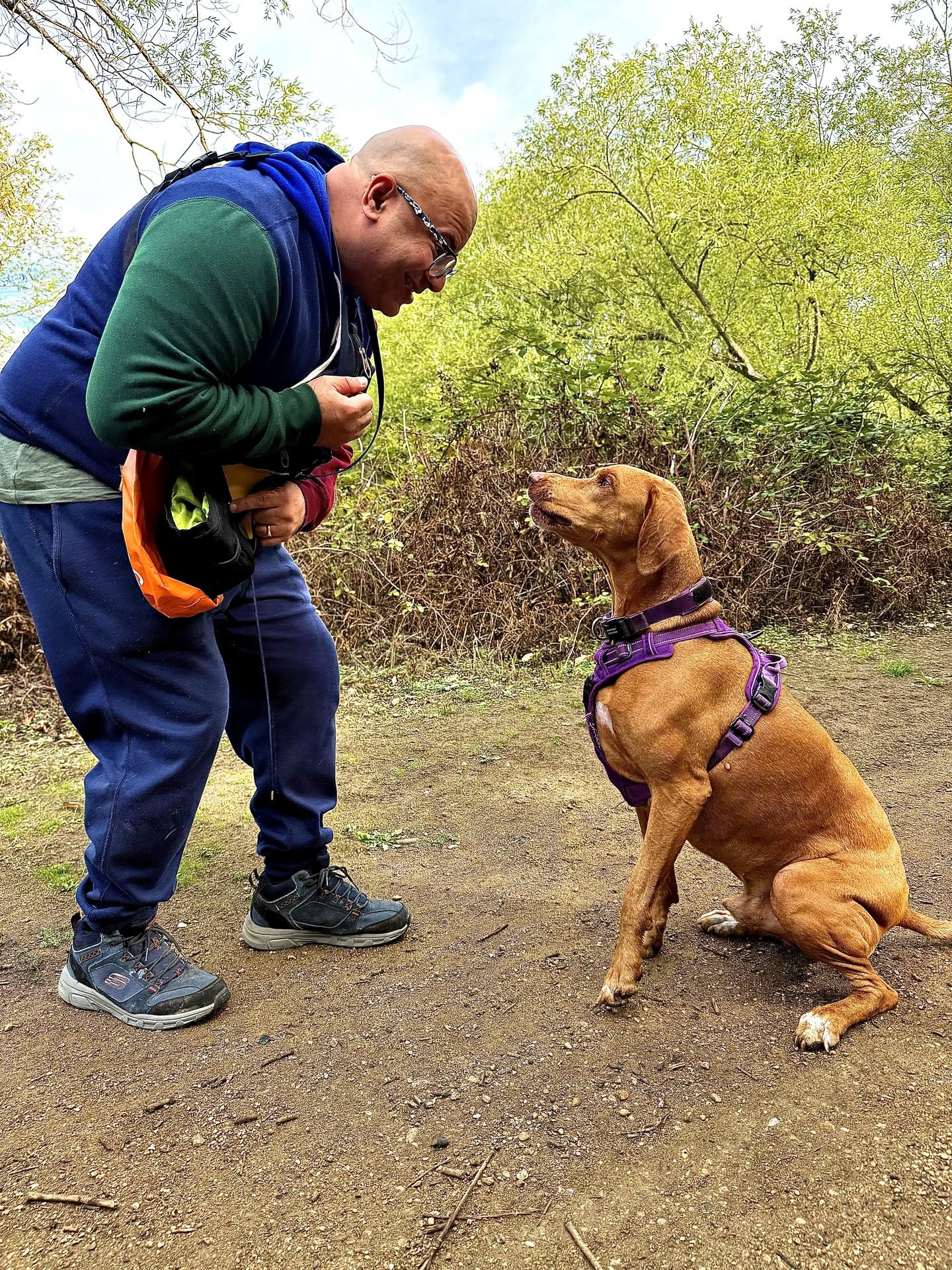Two dogs on leads in a field