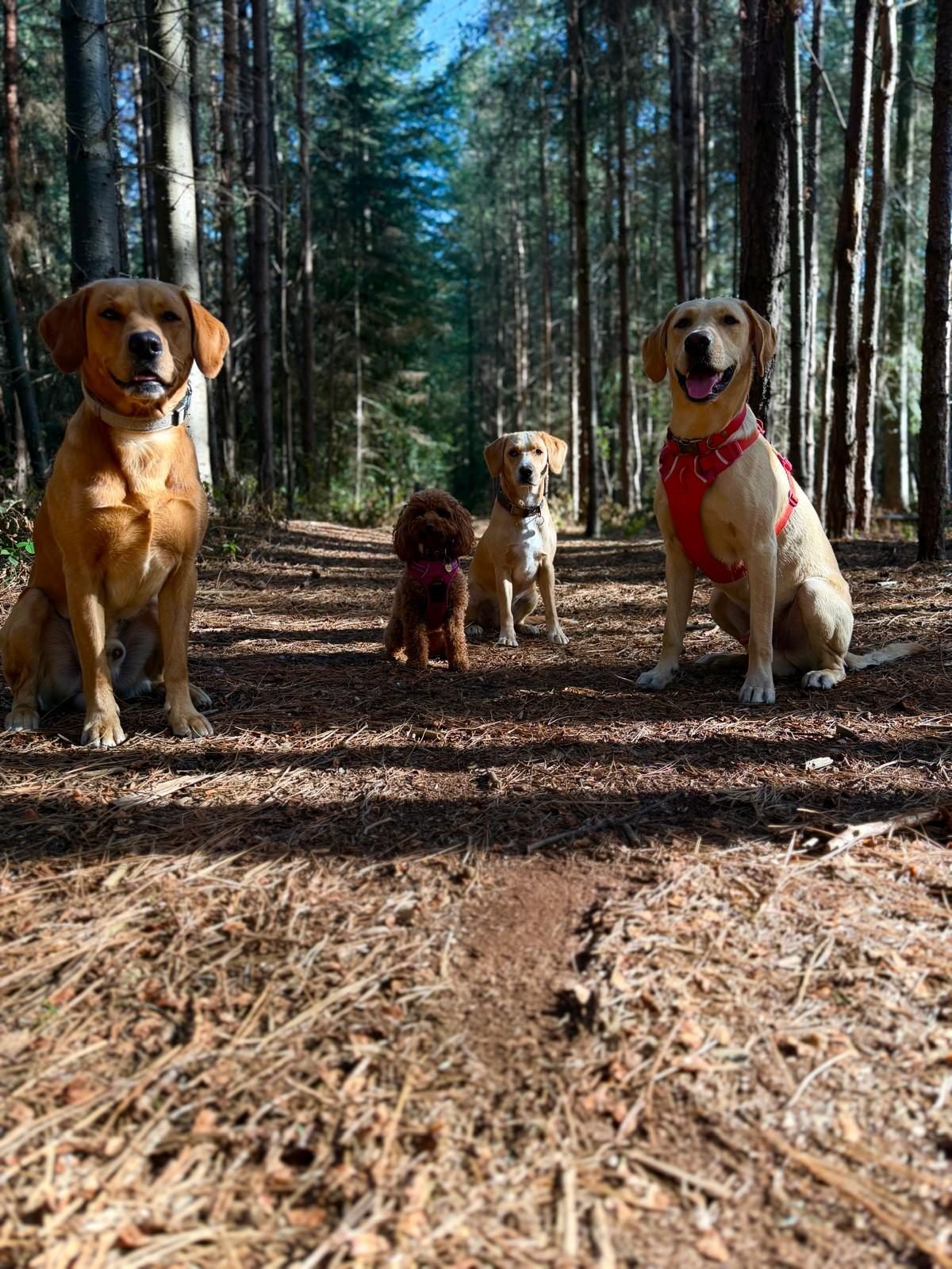 Group walk