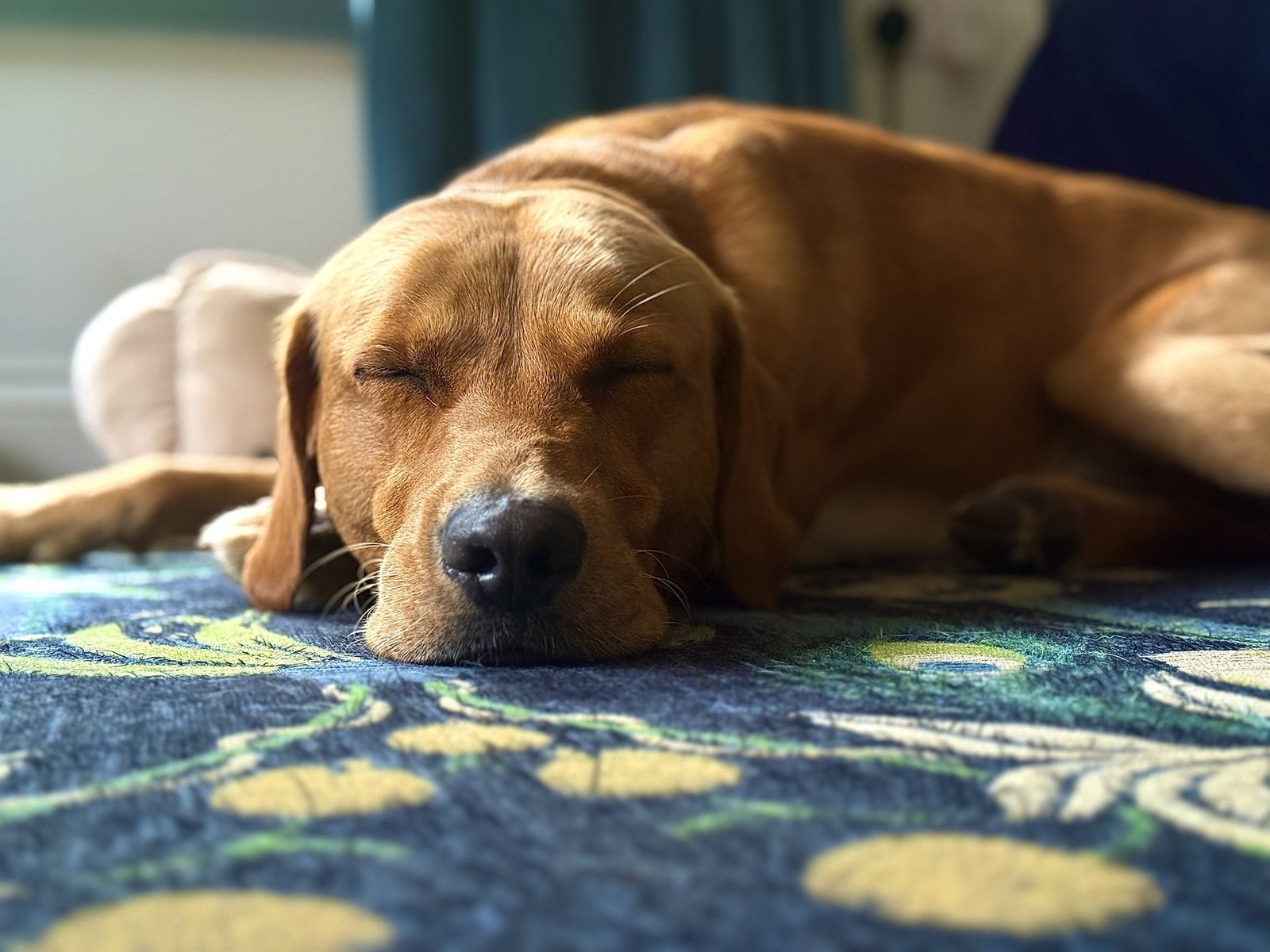 Midday rest