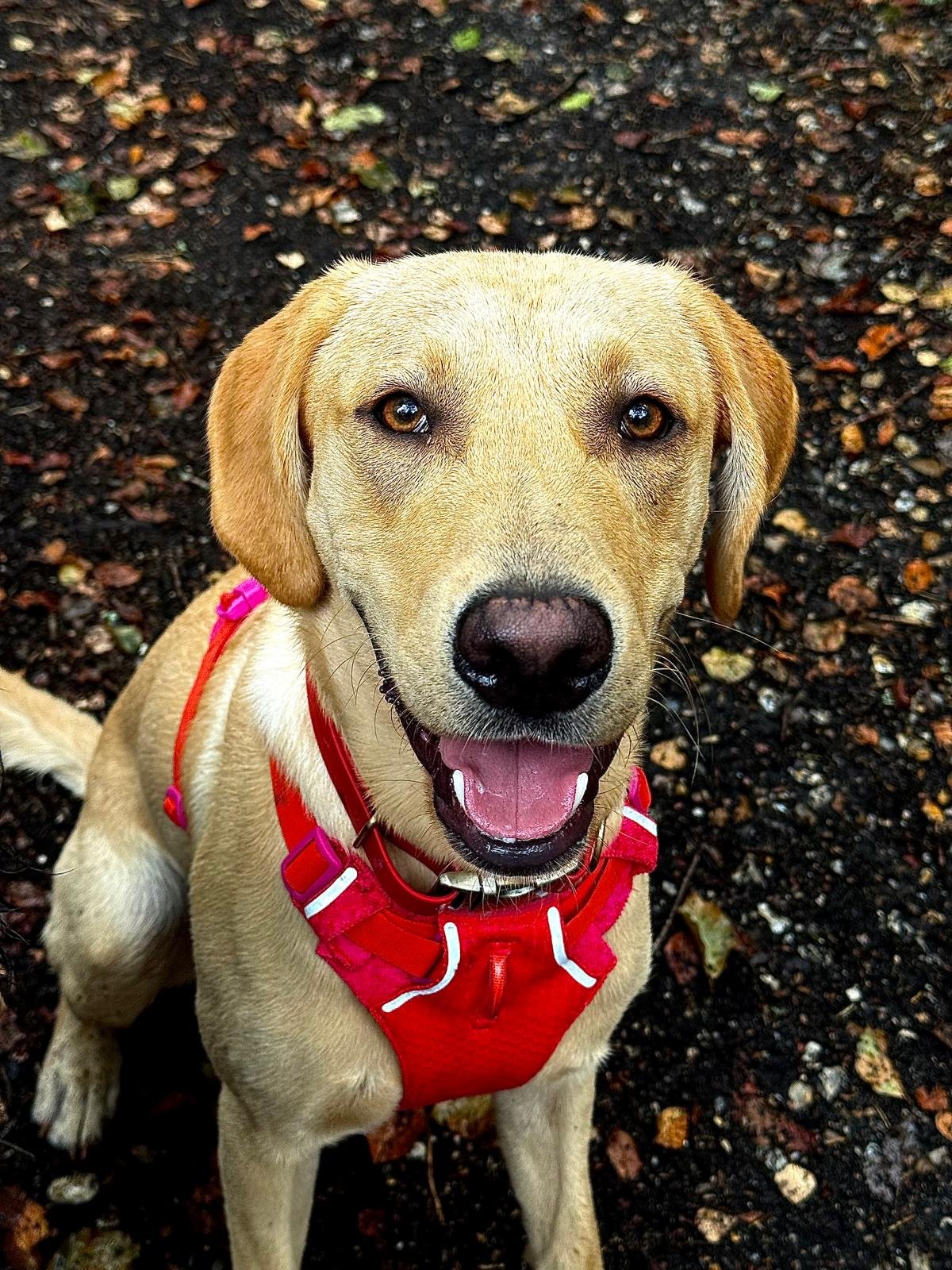 Dog on a walk