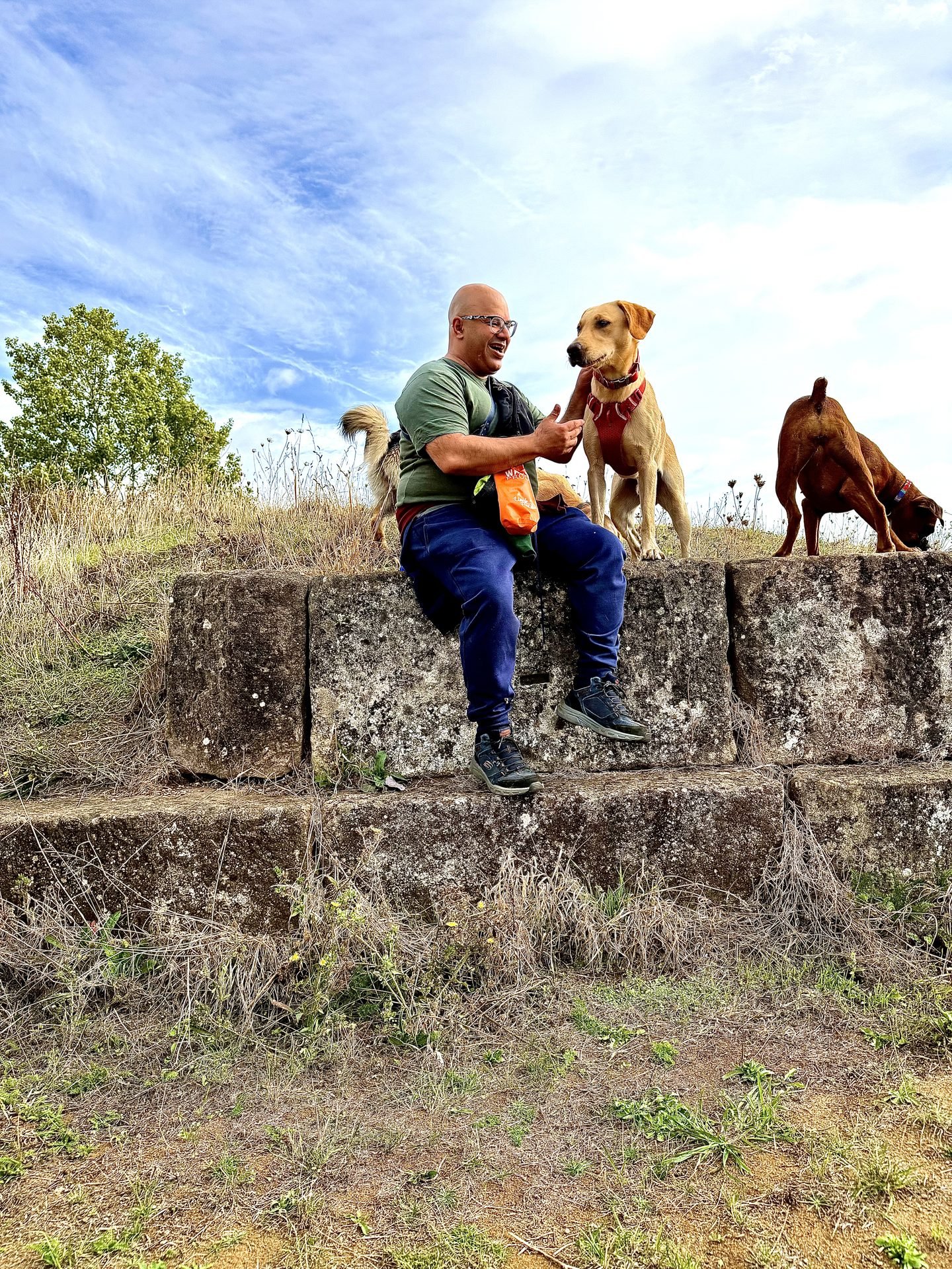 Dog resting indoors