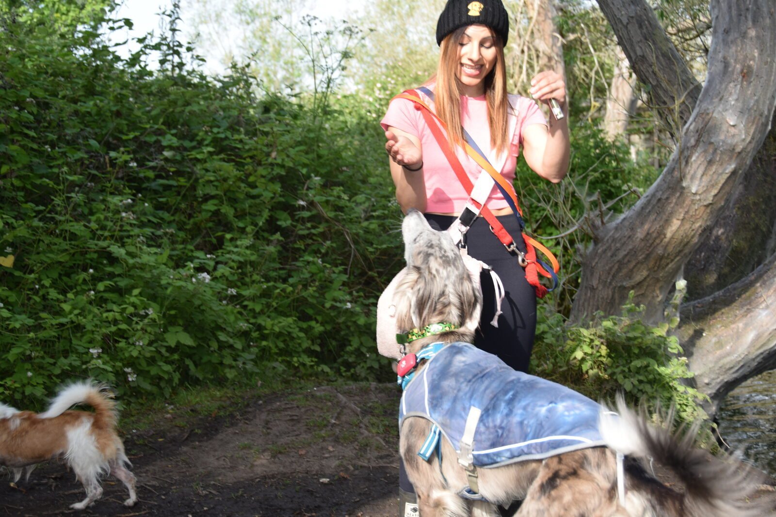 Happy dog outdoors
