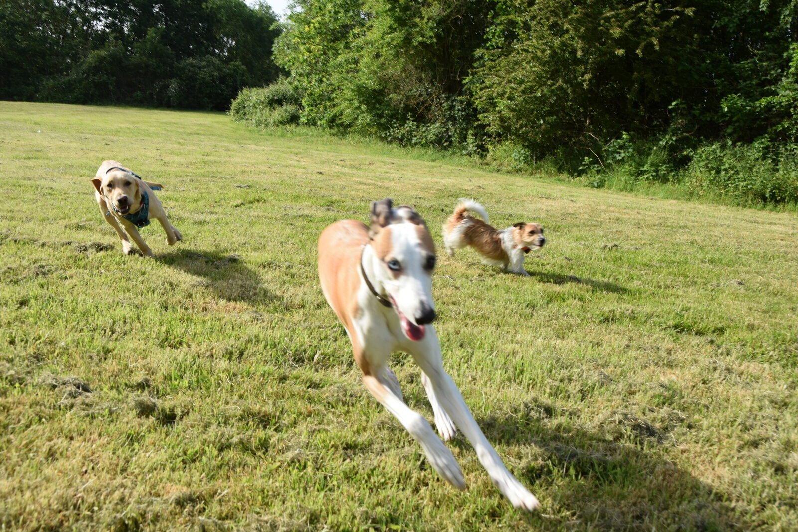 Dog running in woodland