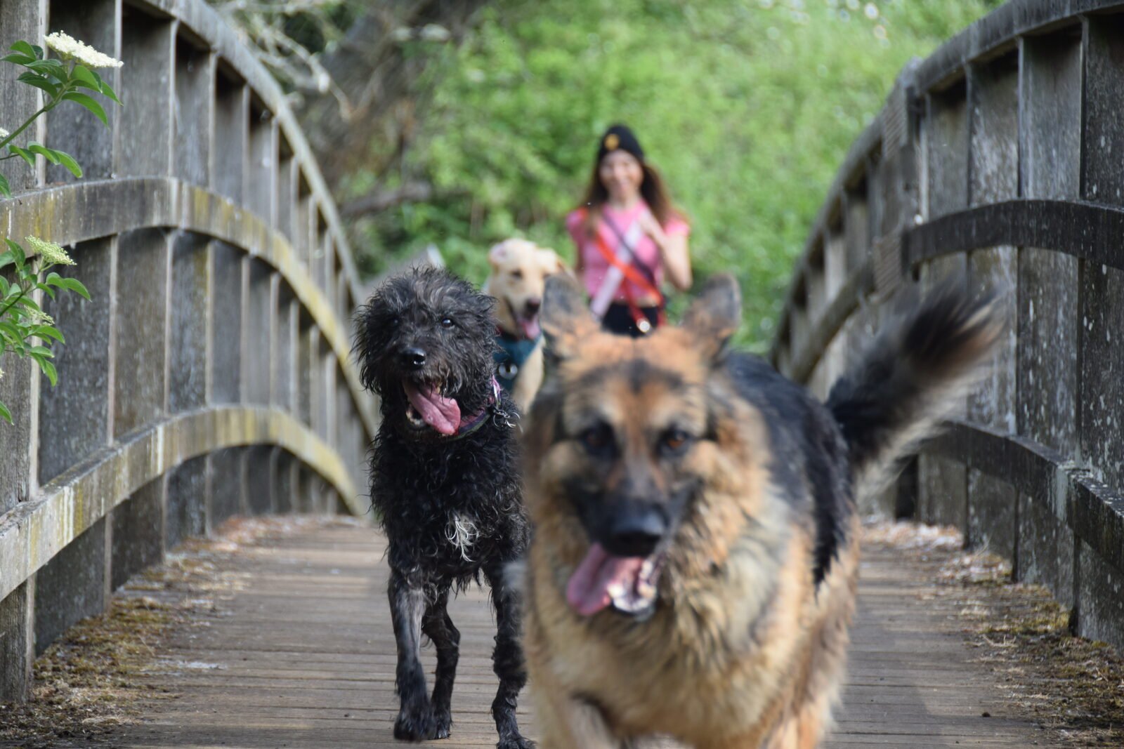 Solo dog training walk