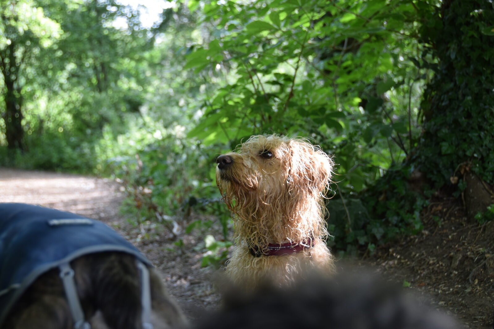 Solo dog training walk, second image